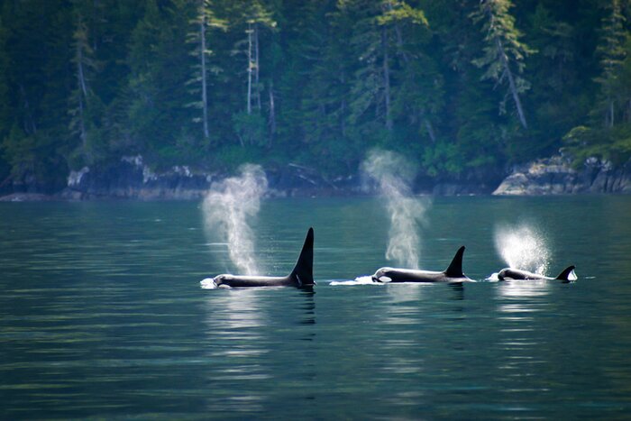Three orcas swimming in the sound