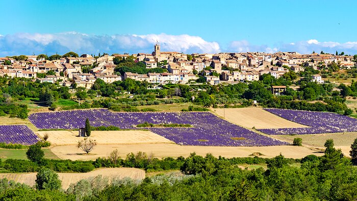 Lavender fields on the Lavensole Plateau