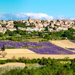 Lavender fields on the Lavensole Plateau