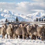 Spot sheep in the snow-covered farmland of New Zealand's South Island