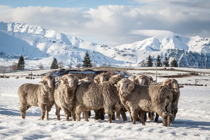 Spot sheep in the snow-covered farmland of New Zealand's South Island