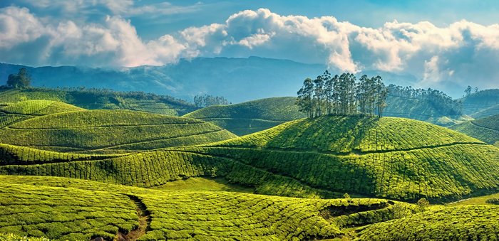 Guided Trek through Munnar Tea Plantations , Tea tasting and Tea Factory visit