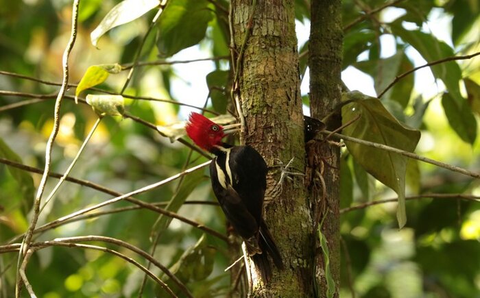 Bird Watching Tour in Tirimbina