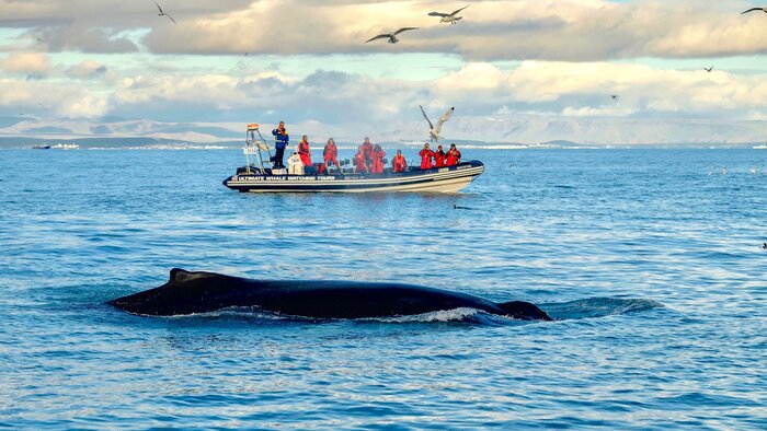 Reykjavik Premium Whale watching  