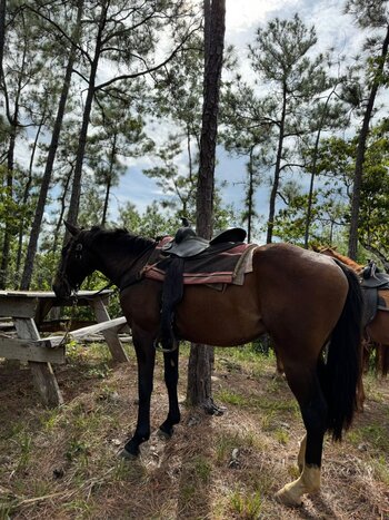 Jungle Ride and Swim Adventure 	 	 	 	 	 	 	 	 	 	 	