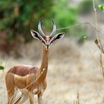 See Samburu's "Special Five" animals, including the elegant, long-necked gerenuk