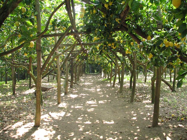 Farm and Food Experience including Olive Oil, Limoncello, Wine tasting