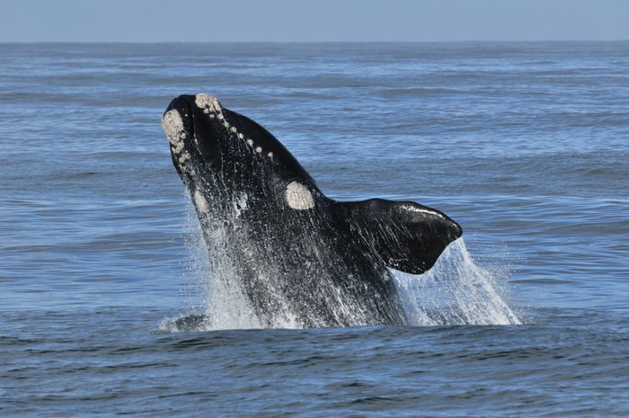Whale Watching in Hermanus