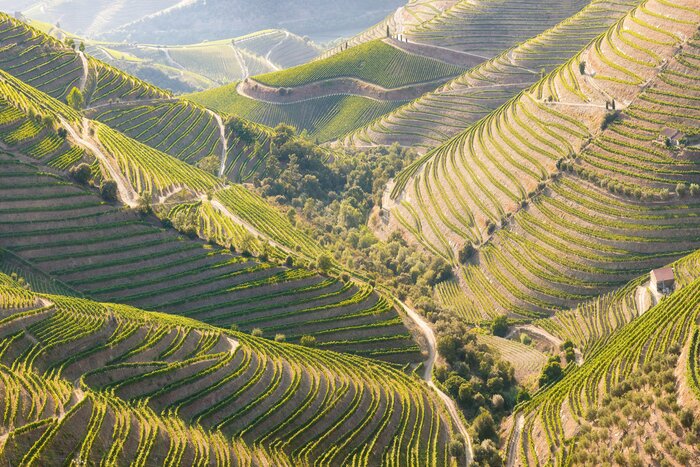 Wind through the terraced vineyards of the Douro Valley