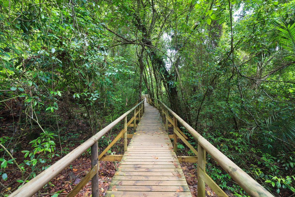 Boardwalk in the rainforest of Manuel Antonio