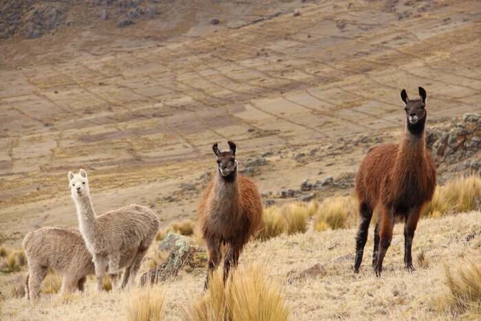  Andean Sound Ceremony, Pachamanca & Pisac Site