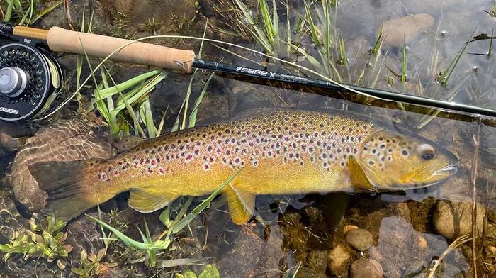 Wild Brown Trout and Grayling Fishing River Tay