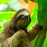 "Coffee" the golden grain of Costa Rica