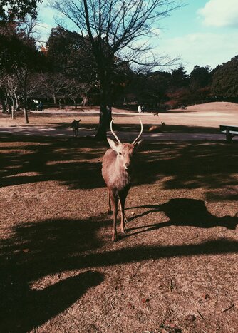 Self- Guided visit in Nara