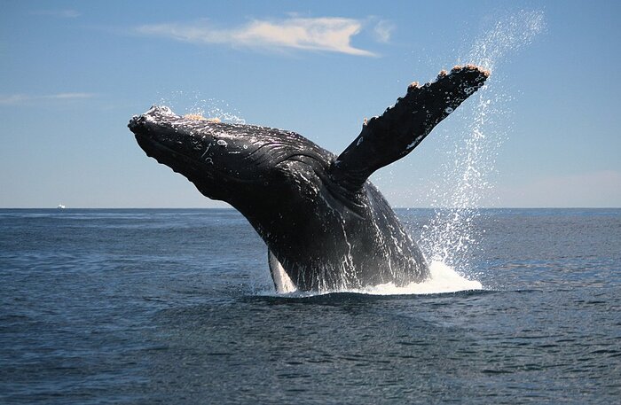 August is one of the best months to witness breaching whales as mothers swim with calves