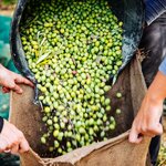 Learn about olive oil production