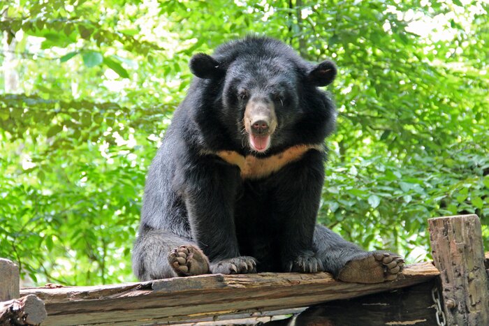 Local Farm Visit, Waterfall & Tat Kuang Si Bear Rescue Centre