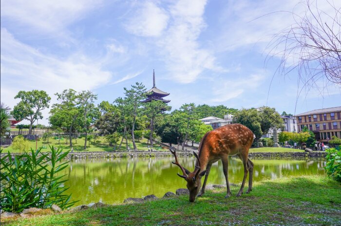 Nara Half Day Trip Walking Tour