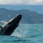 Spot whales off New Zealand's East Coast in Kaikoura