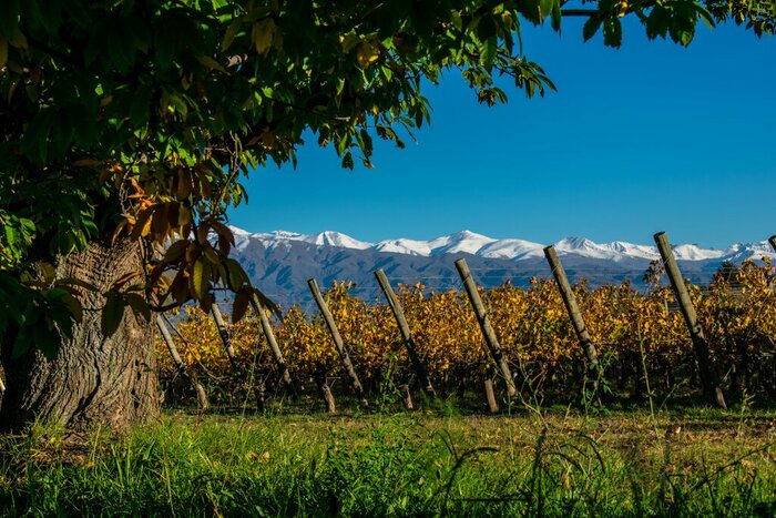Mendoza vineyards next to the Andes mountain range