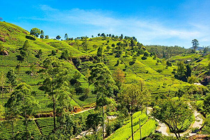 Explore Nuwara Eliya
