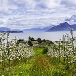 Glimpse summer scenes on the fjords near Bergen on the Norway portion of your Scandinavian road trip