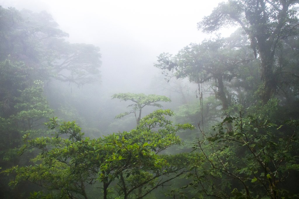 The cloud forests of Monteverde