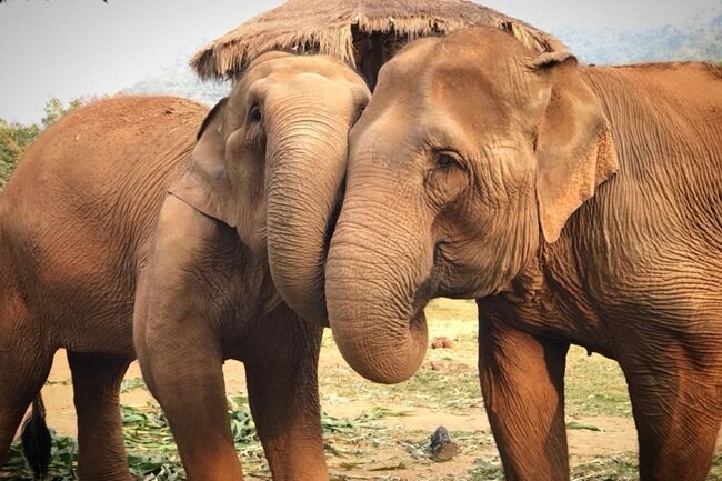 Half Day Visit Elephant Nature Park