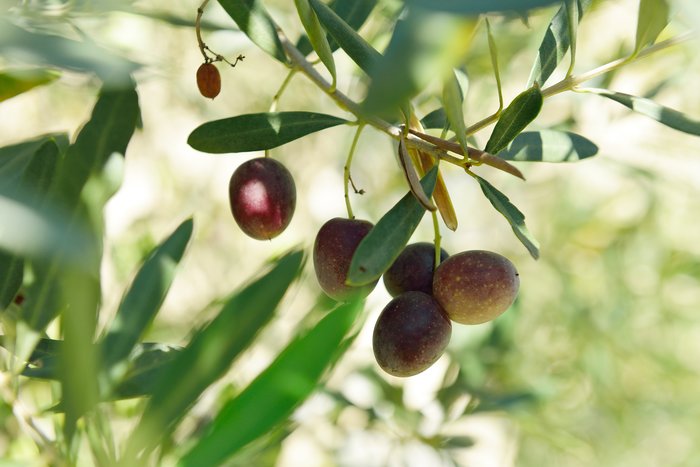 Spain's Liquid Gold: Visit an Andalusian Olive Oil Estate