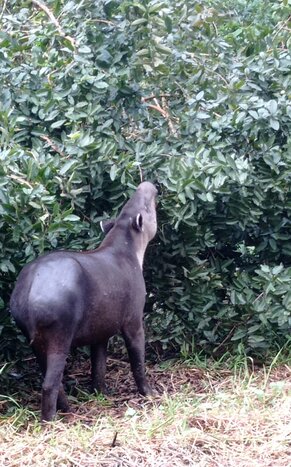 Tapir Valley Reserve Night Tour