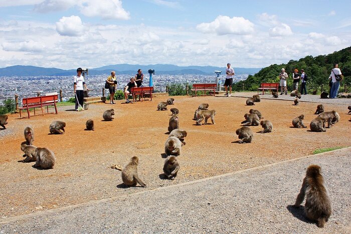Arashiyama Bamboo Grove and Monkey Park Tour