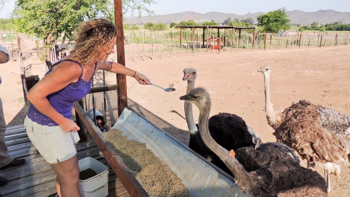 Safari Ostrich Farm Tour