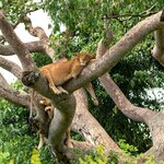 See the famous tree-climbing lions of Uganda's Queen Elizabeth National Park