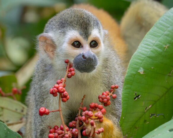 Private Manuel Antonio National Park Guided Hike