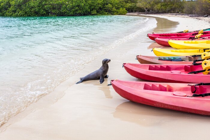 Kayak to the sea lions or let them come to you on your Galápagos holiday