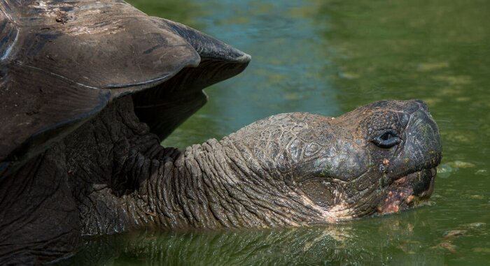 PM – Highlands Tortoise Reserve and “Fausto Llerena” Tortoise Breeding Center