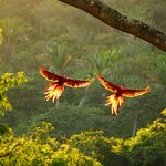 See spectacular Costa Rican birds such as scarlet macaws