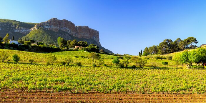 Wine & gourmet private experience in a wine estate