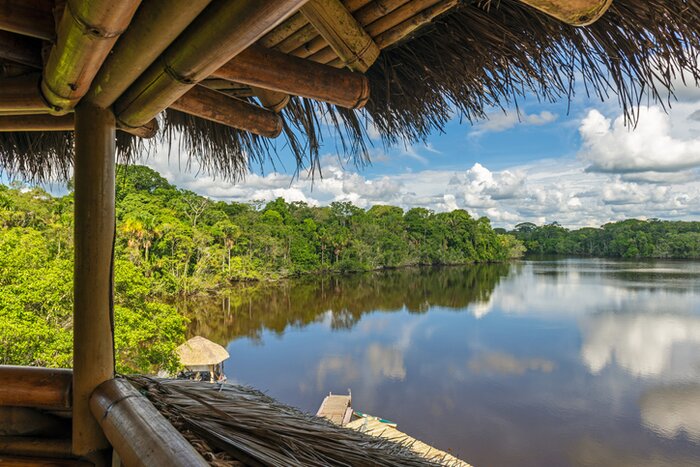Amazonian rainforest in Yasuní National Park