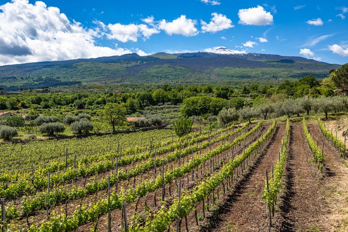 Wine Tasting in Mount Etna