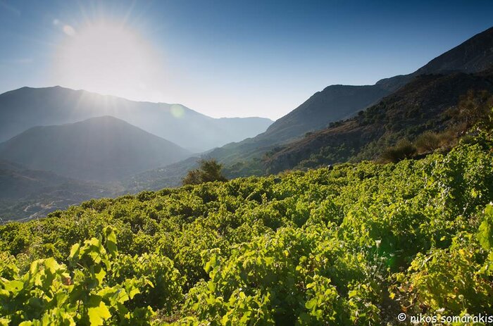 Lyrarakis Winery Visit and Tasting