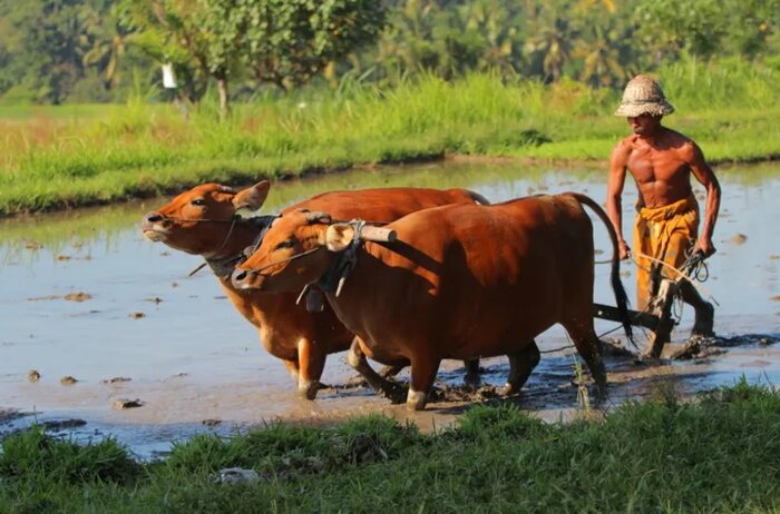 Experience Rural Farming and Balinese Life
