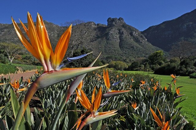 Kirstenbosch National Botanical Garden Visit