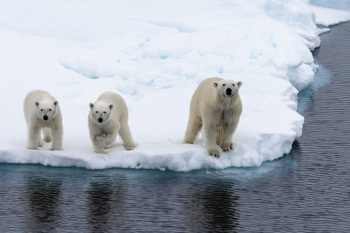 Polar Bears in Svalbard, Norway