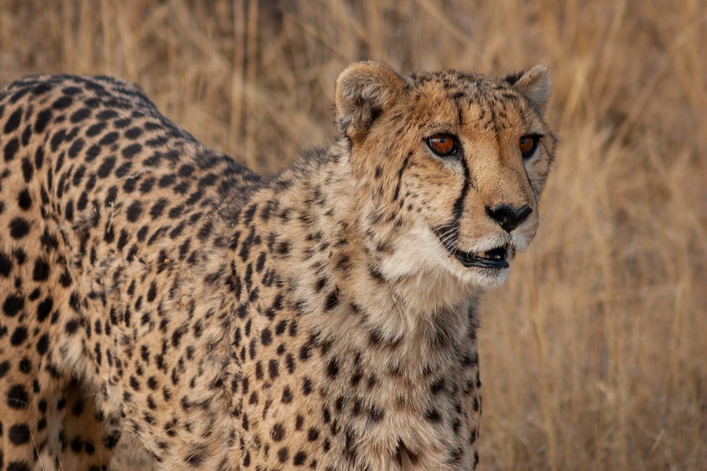 Chetah in the Savanna
