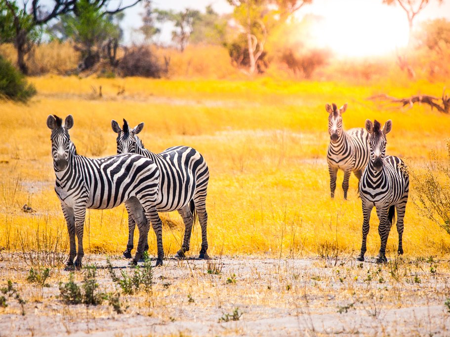 Zebra in Chobe National Park
