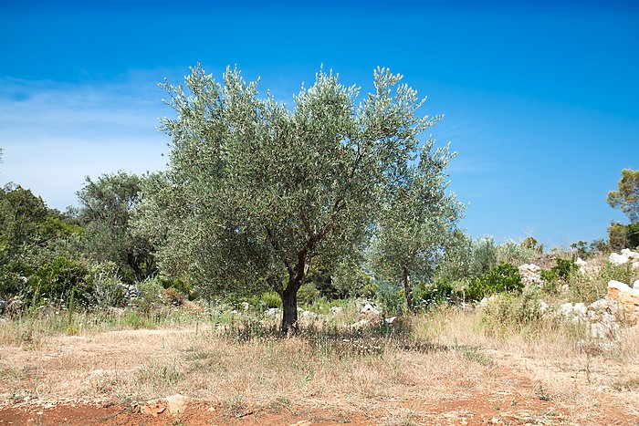 Visit Kastela for olive oil tasting + seeing the beautiful old olive tree