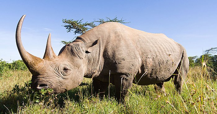 Eastern Cape Private Game Reserve Game Drive