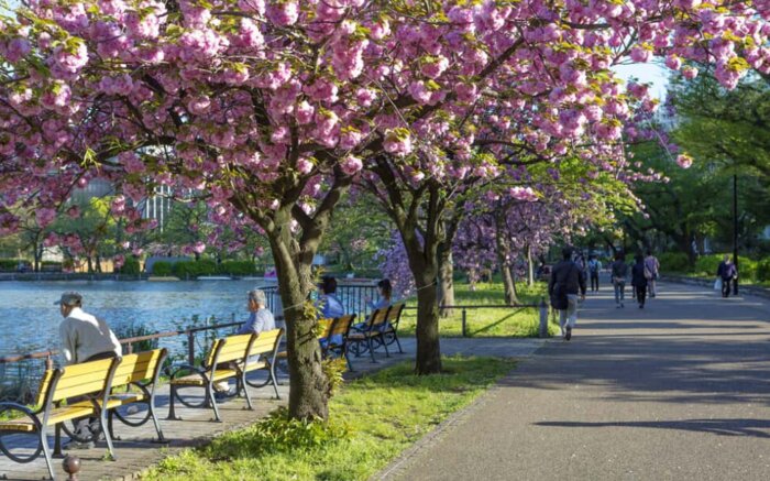 Guided Tokyo Culture Tour by public transport from port :Ueno Park,Tokyo National Museum ,Meiji Shrine, Omotesando district 