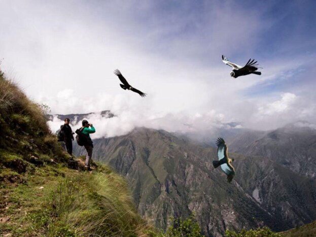 Private Full-Day Excursion: Chonta Condor Viewpoint